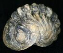 Bumpy, Enrolled Barrandeops (Phacops) Trilobite #11267-1